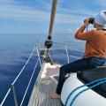 Observation des cetaces